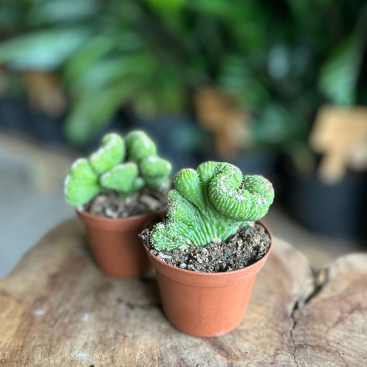 Cactus Coral Green 3"