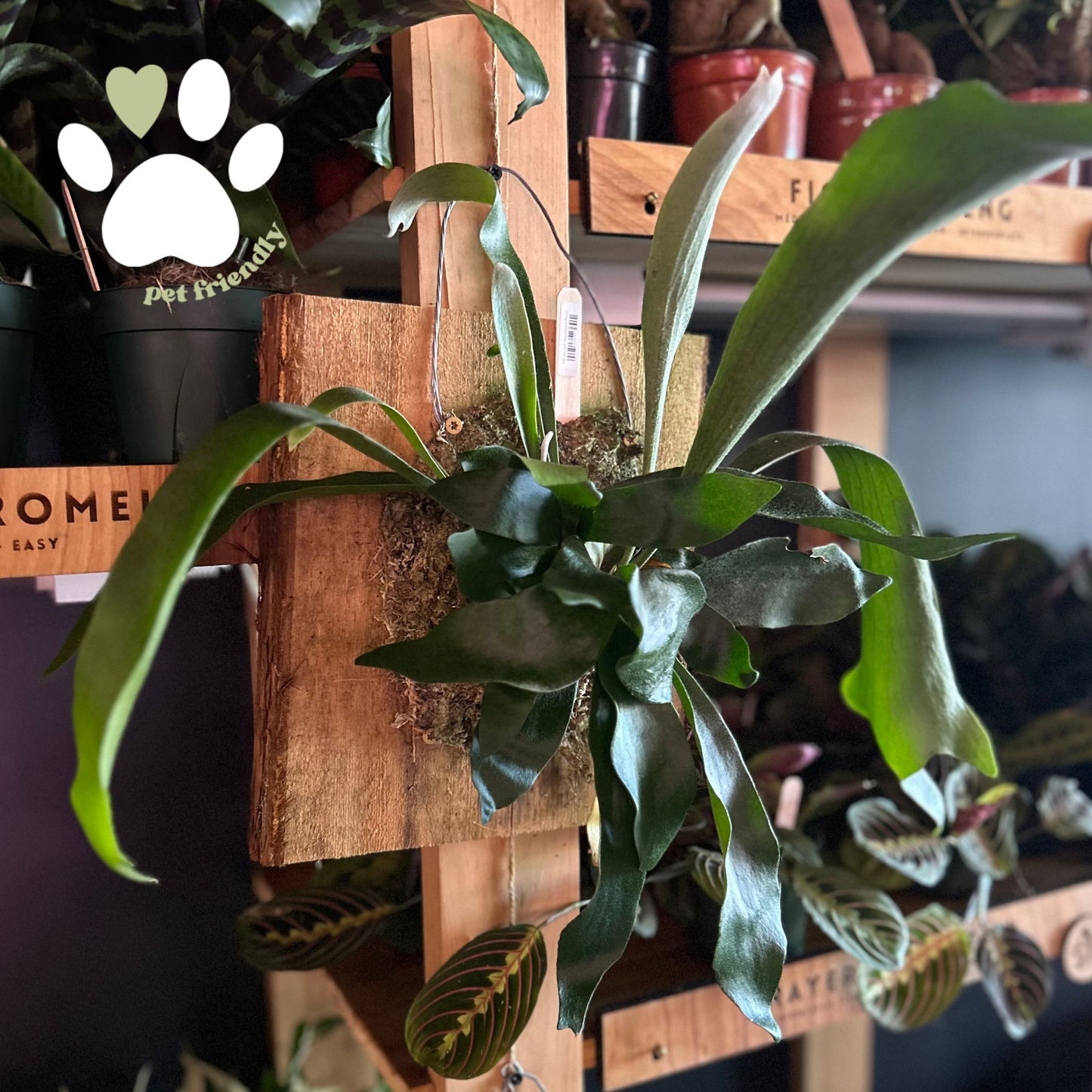Mounted Staghorn Fern