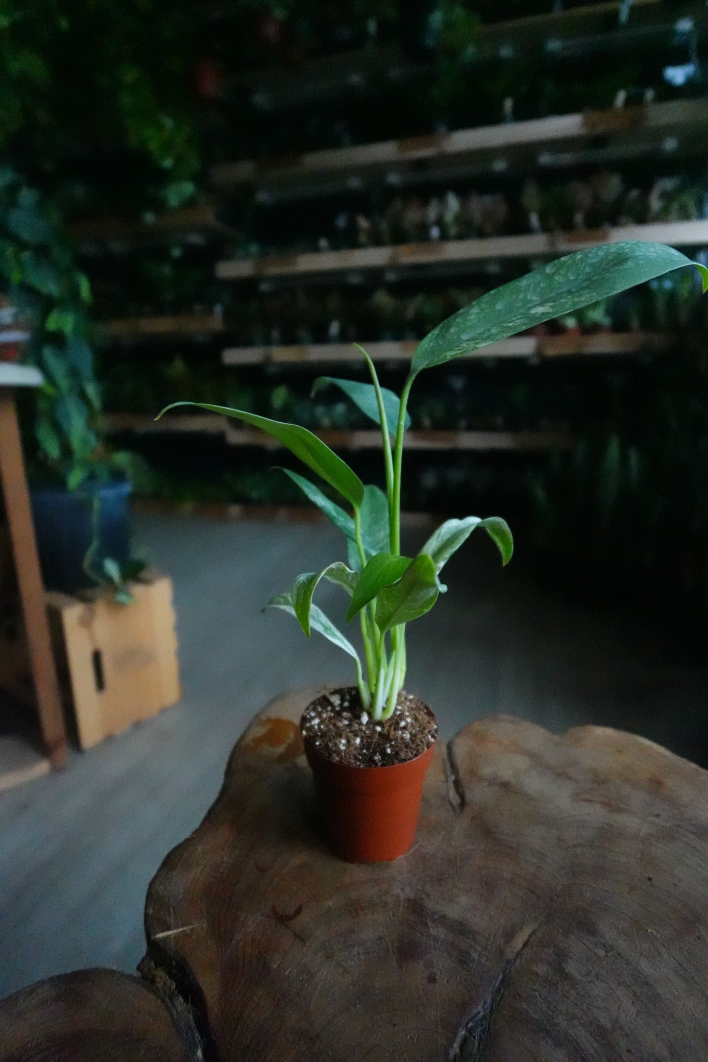 Epipremnum Giganteum Variegated 2"