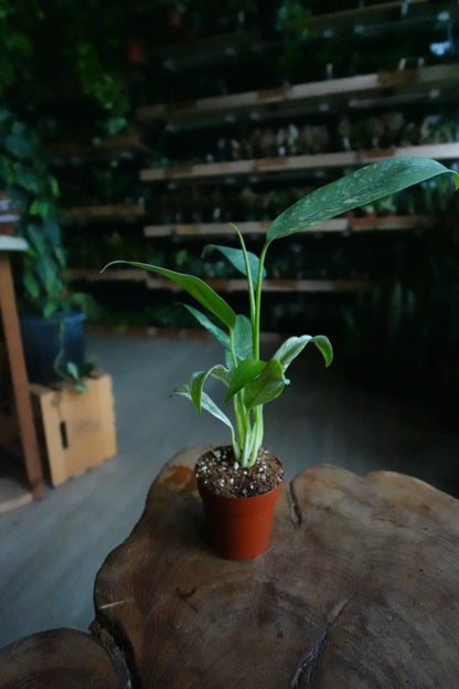 Epipremnum Giganteum Variegated 2"