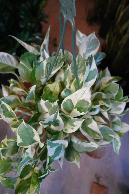 Pearls & Jade 8” HB