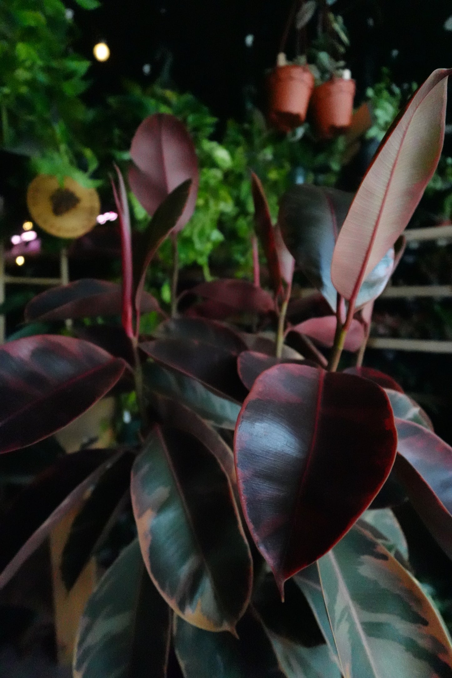 Ficus Ruby 8" (Tall)