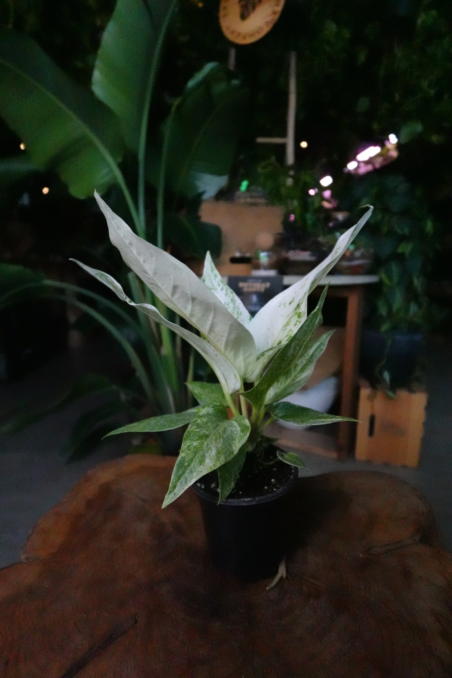Anthurium Hookeri Variegated 4"