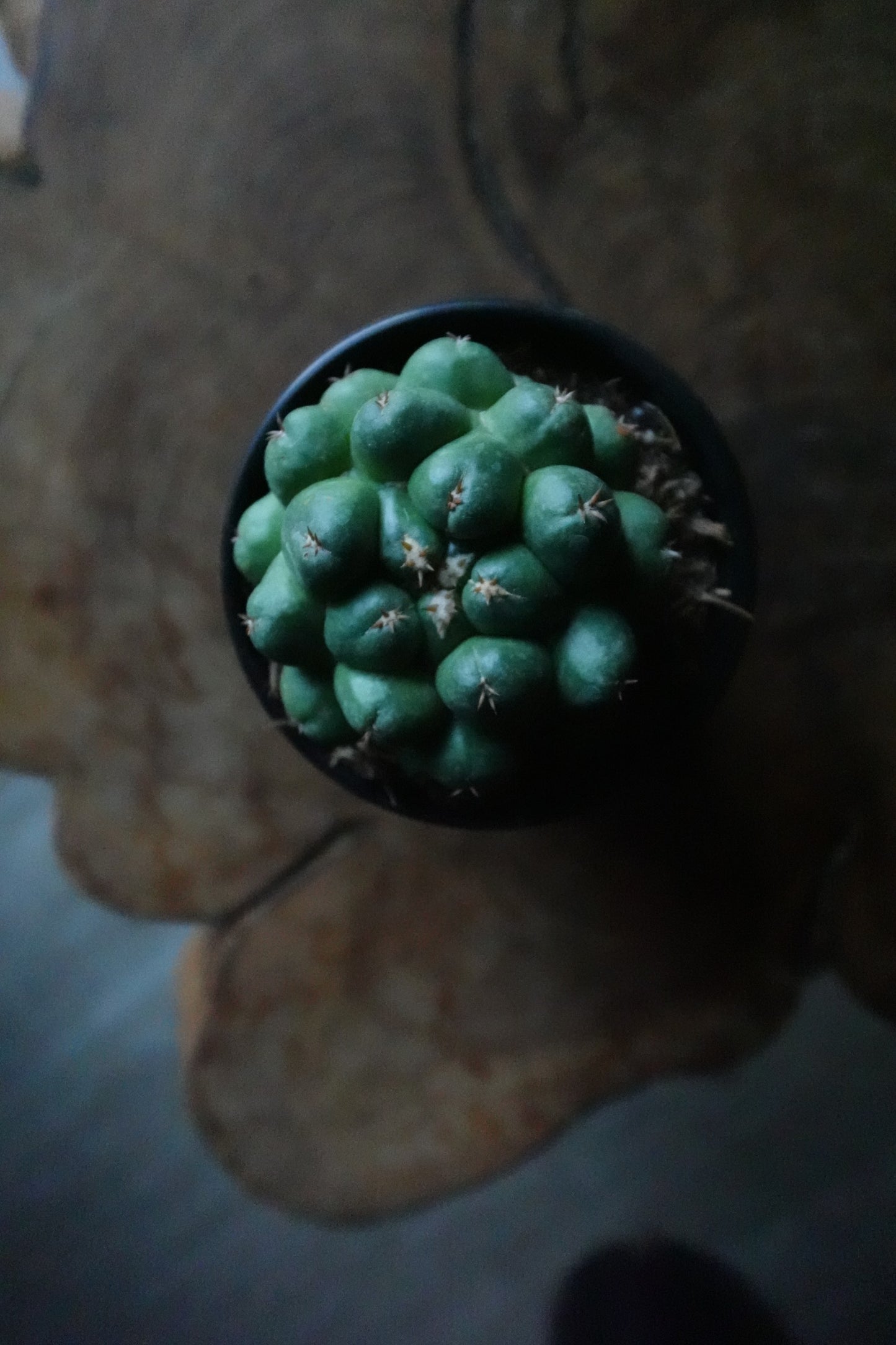 Beehive Cactus 4"