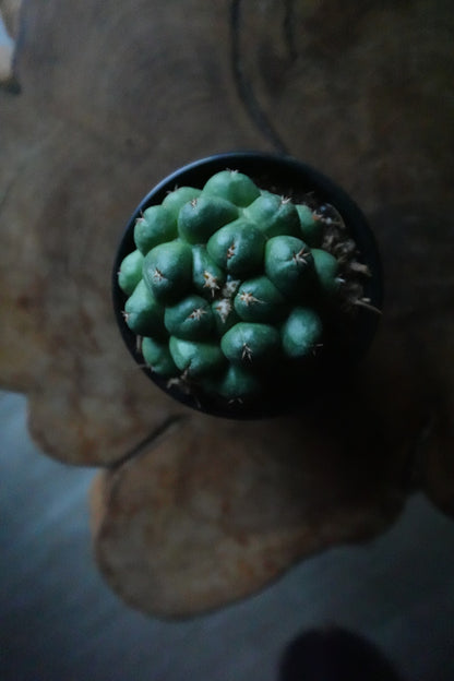 Beehive Cactus 4"