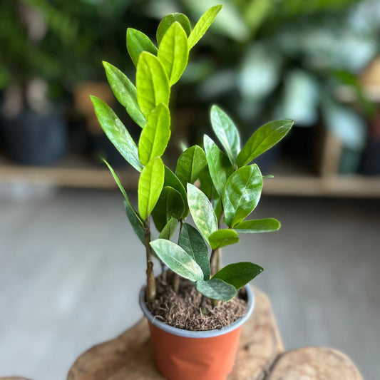 ZZ Plant 4"