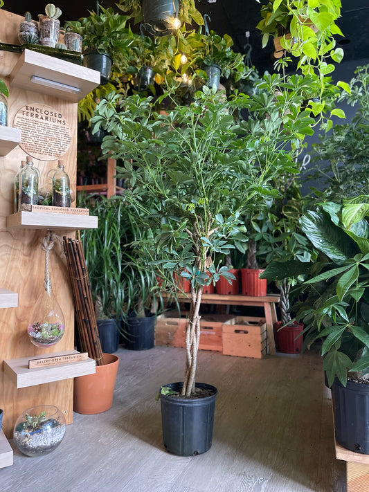 Schefflera Arboricola (Braided Umbrella Tree) 10”
