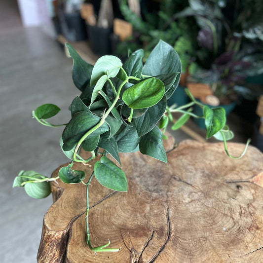 Scindapsus Jade Satin 6"