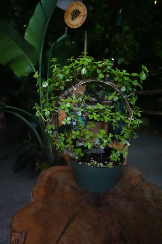 Portulacaria Afra Moon Bonsai 8"