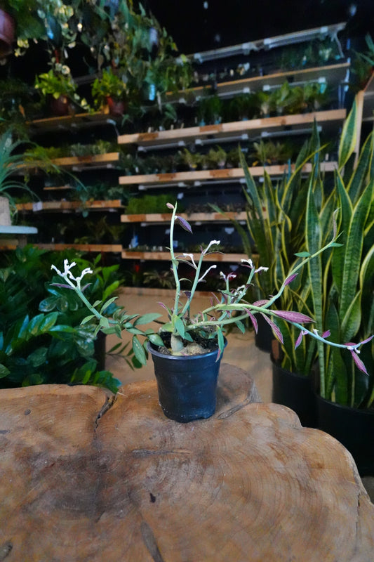 Red Monadenium 4"