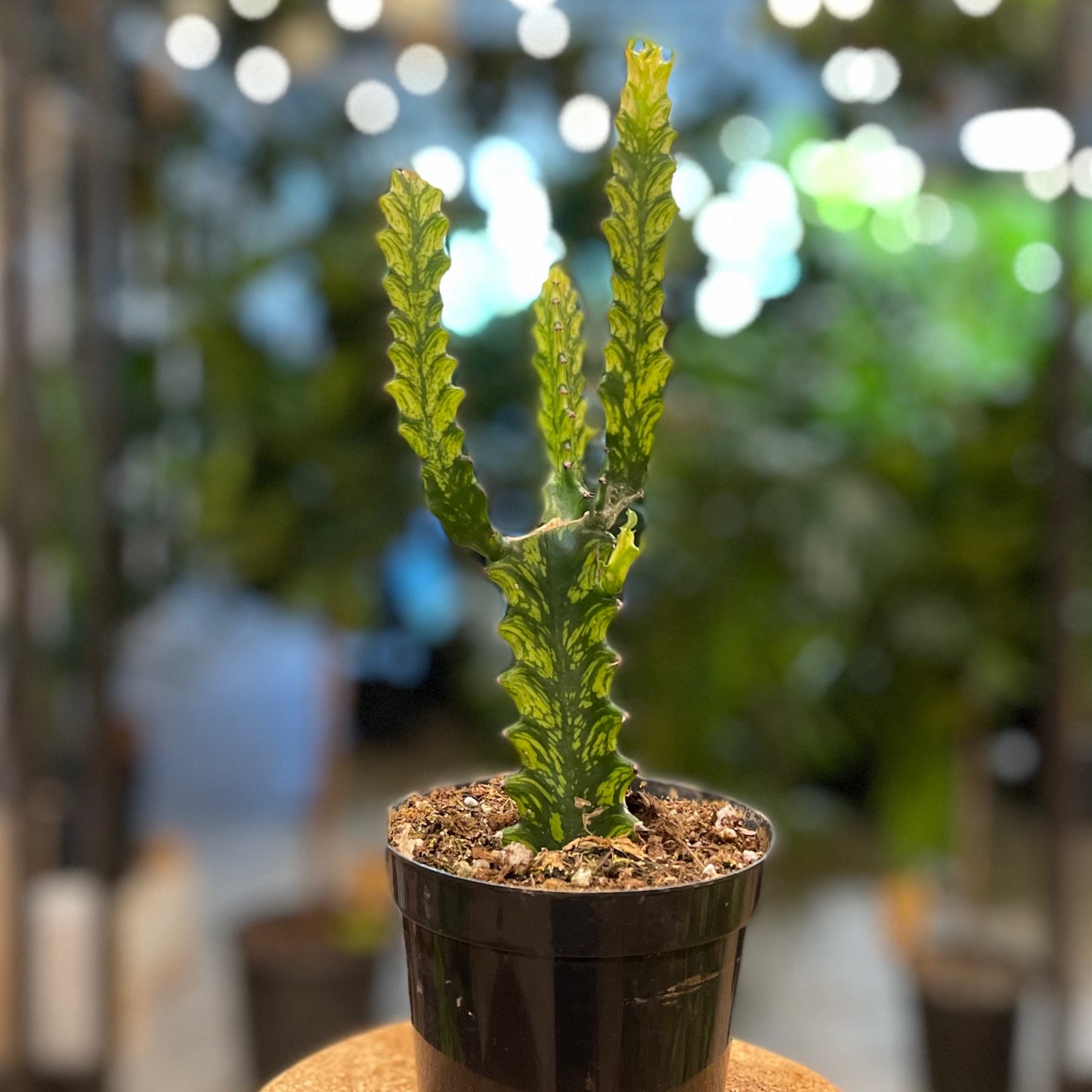 Euphorbia Trigona Variegated 3"