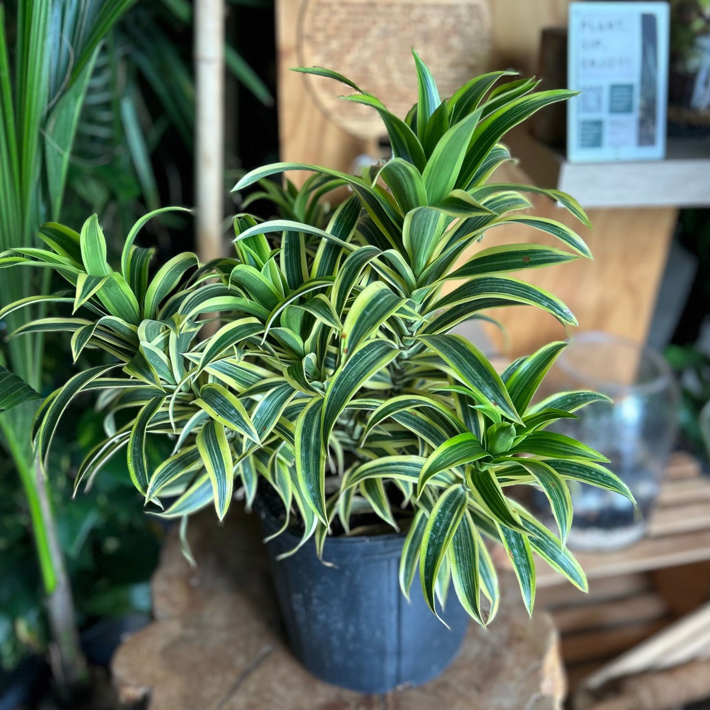 Dracaena Song Of India 10"