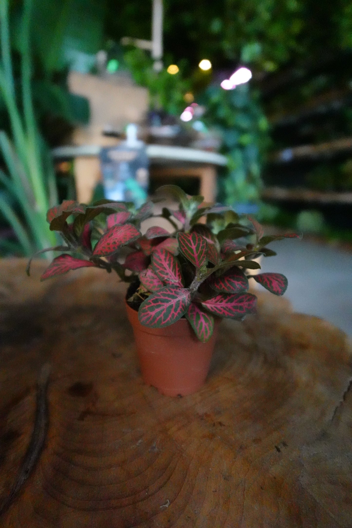 Fittonia Mosaic Red Tiger 2"