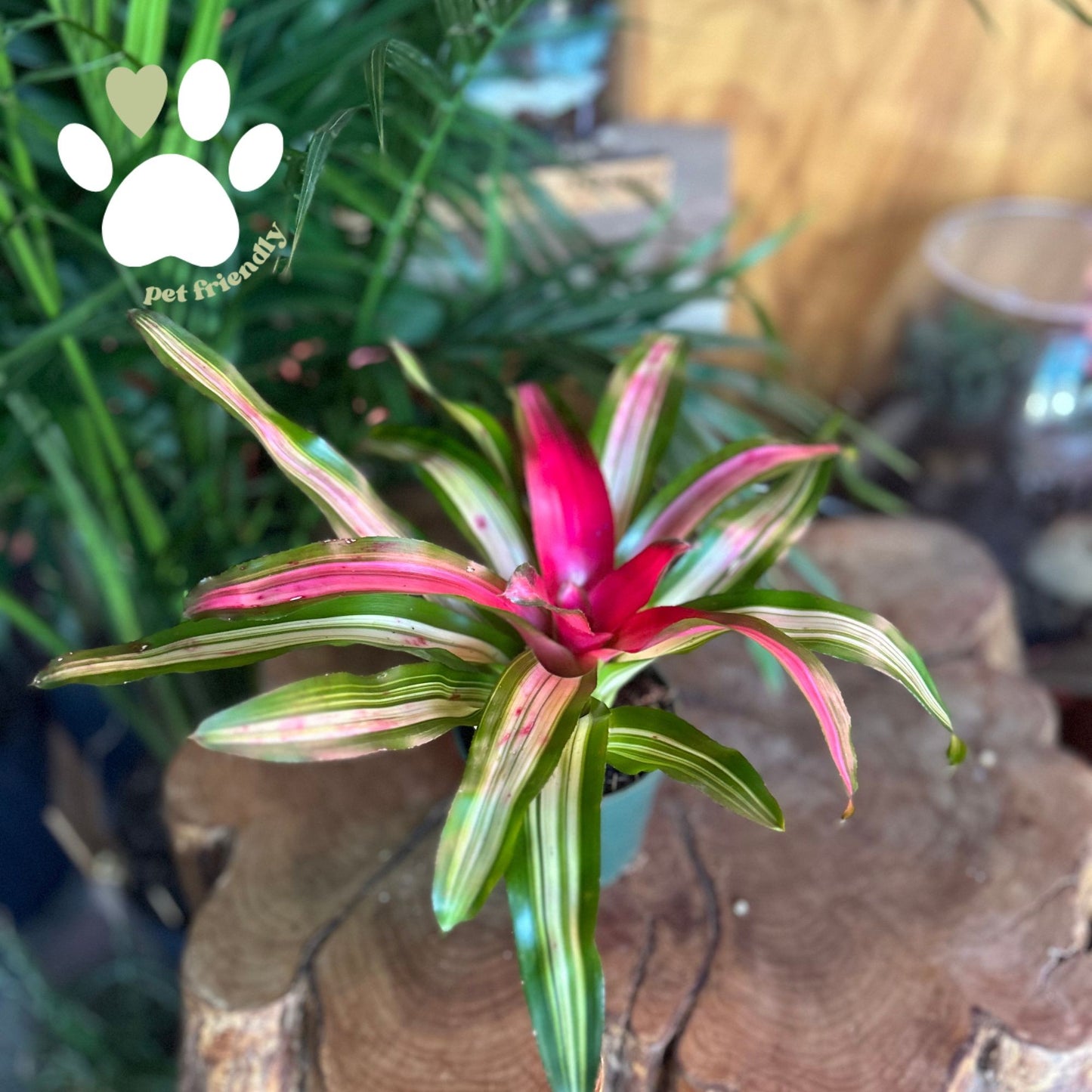 Bromeliad Neoregelia Asst. 4”