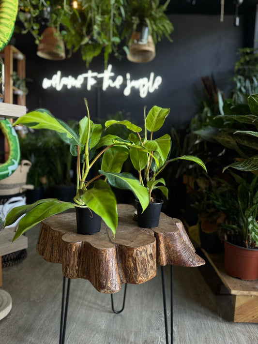 Philodendron Thai Sunrise 4"