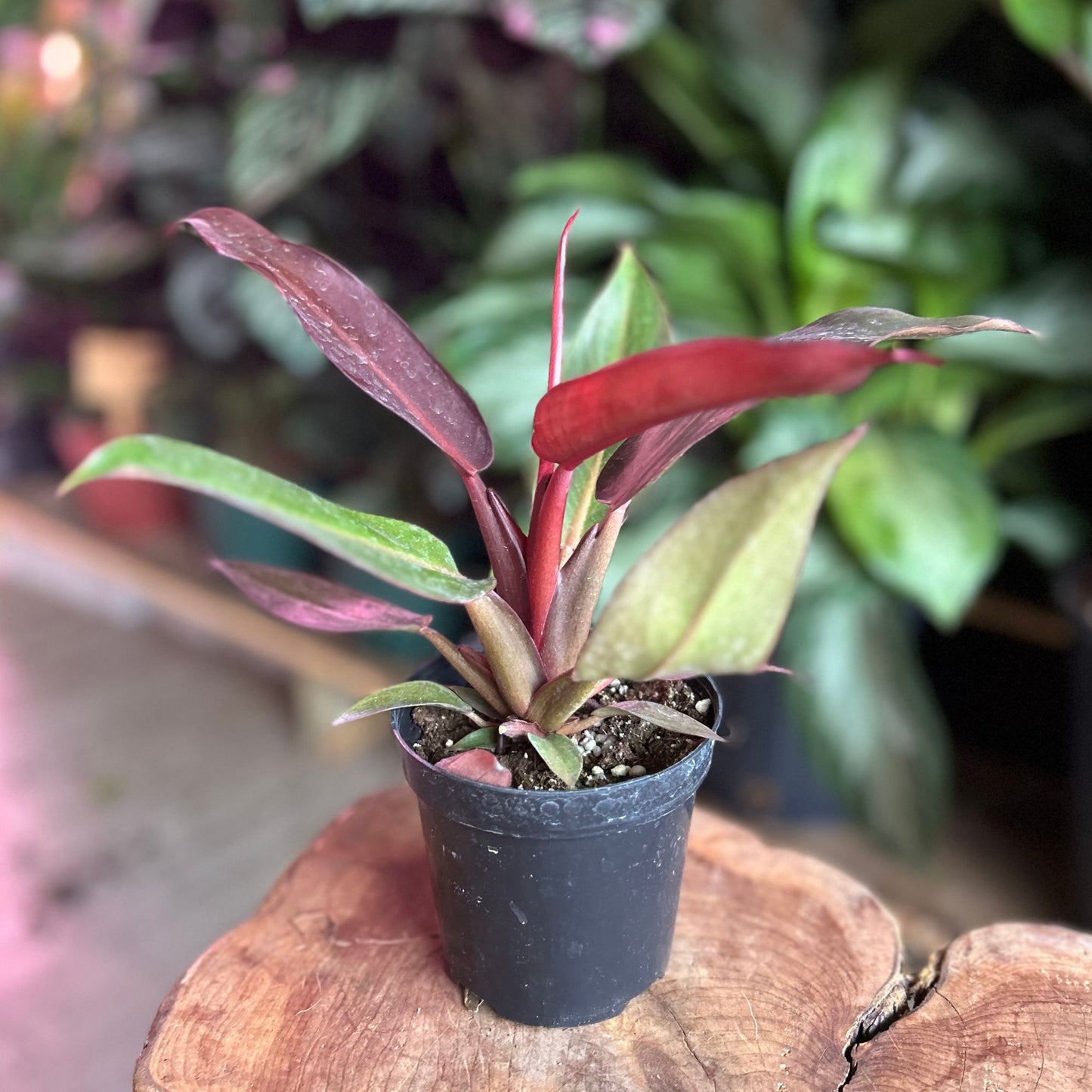 Philodendron Red Sun 4"