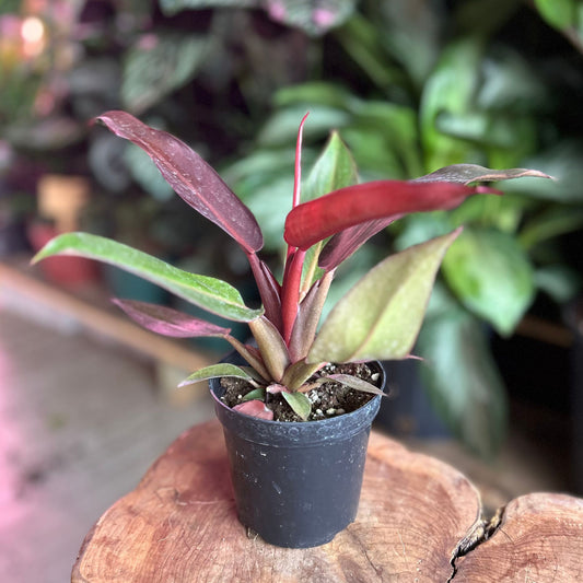 Philodendron Red Sun 4"