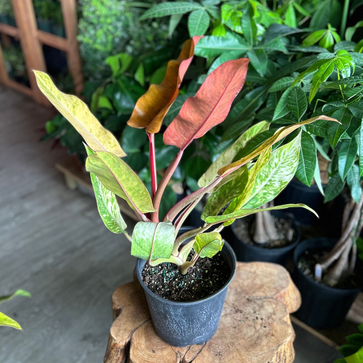 Philodendron Orange Marmalade 8"