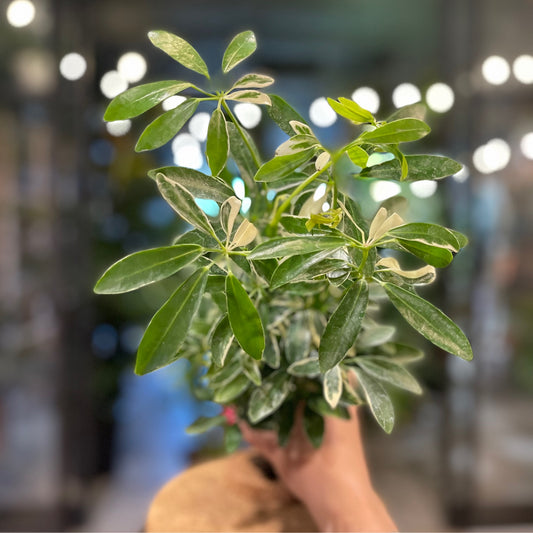 Umbrella Tree Mini Moondrop 3"