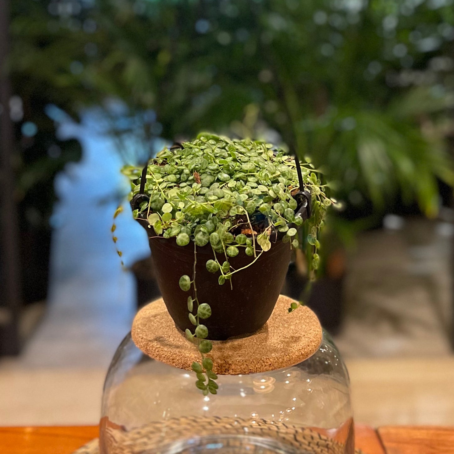 Peperomia String of Turtles 6" HB