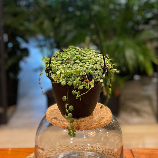 Peperomia String of Turtles 6" HB