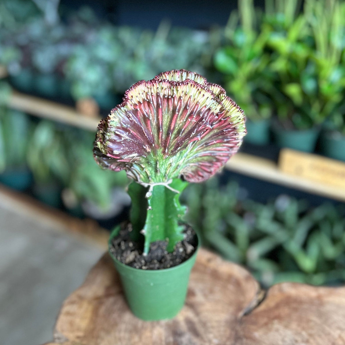 Mermaid Tail Cactus Red 4"
