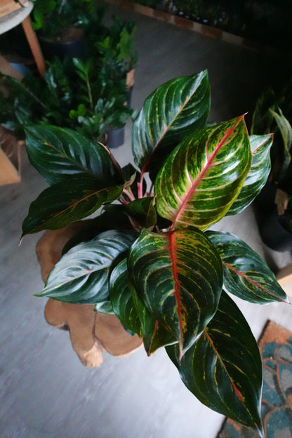 Aglaonema Rubi 8”