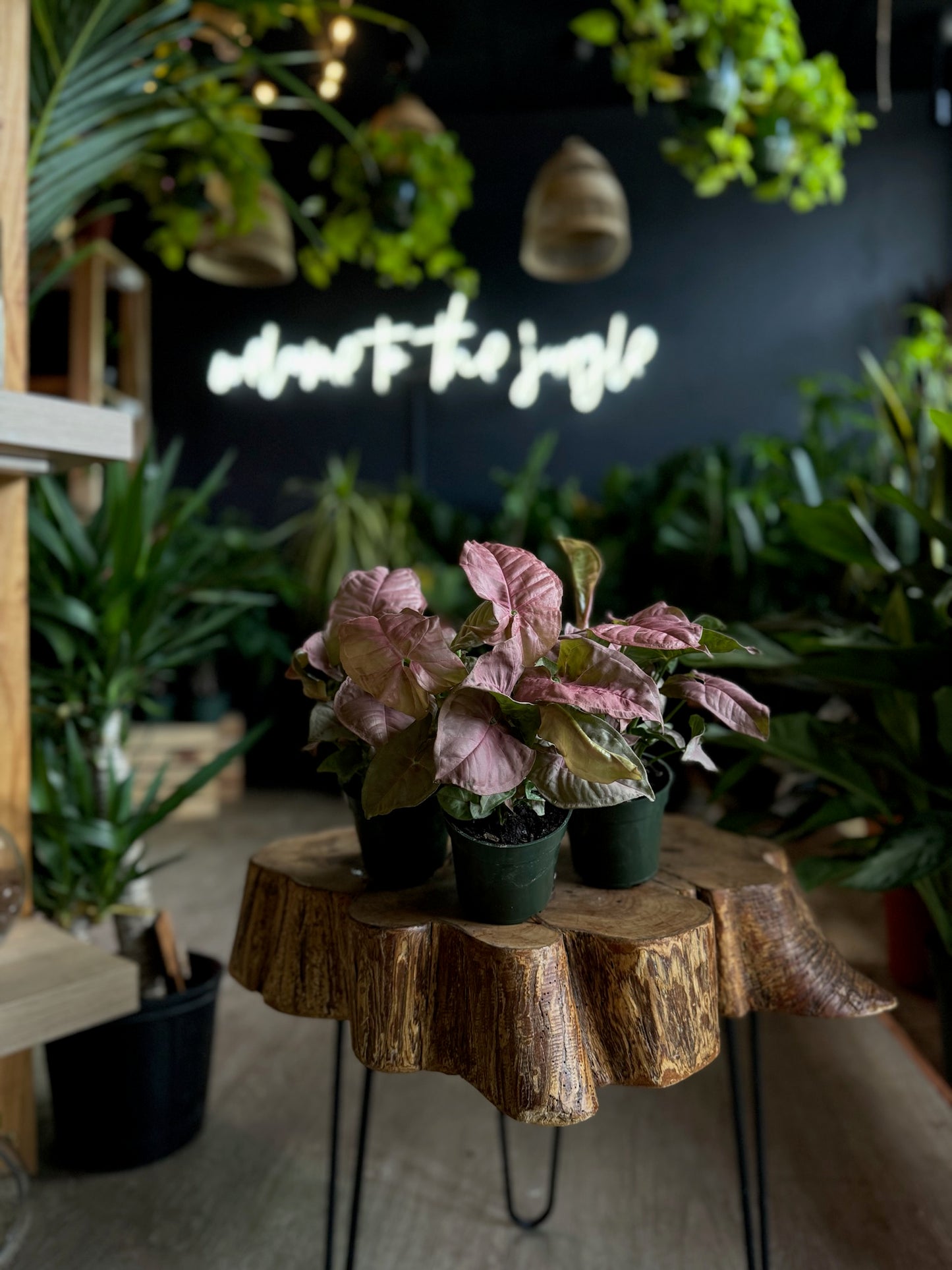 Syngonium Neon 4”