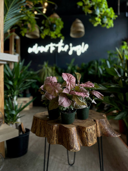 Syngonium Neon 4”