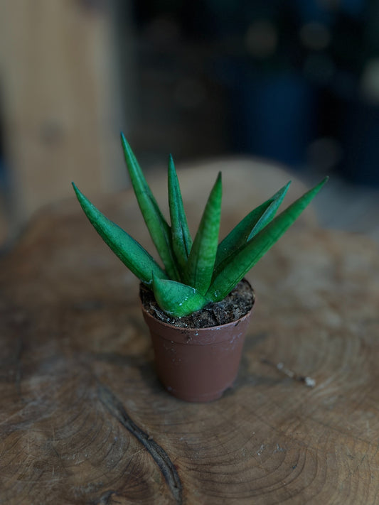 Sansevieria Yellow Tip 2"