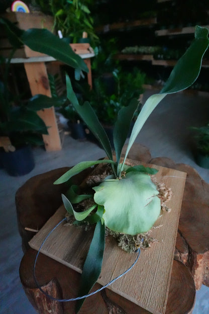 Mounted Staghorn Fern