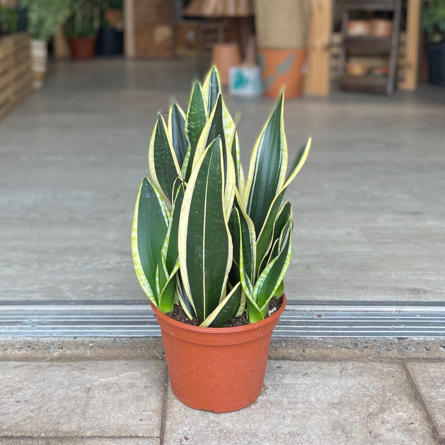 Sansevieria Black Gold 8”