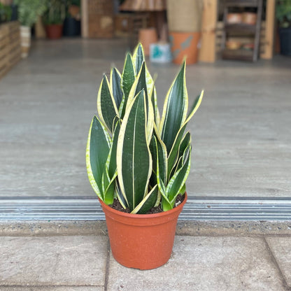 Sansevieria Black Gold 8”