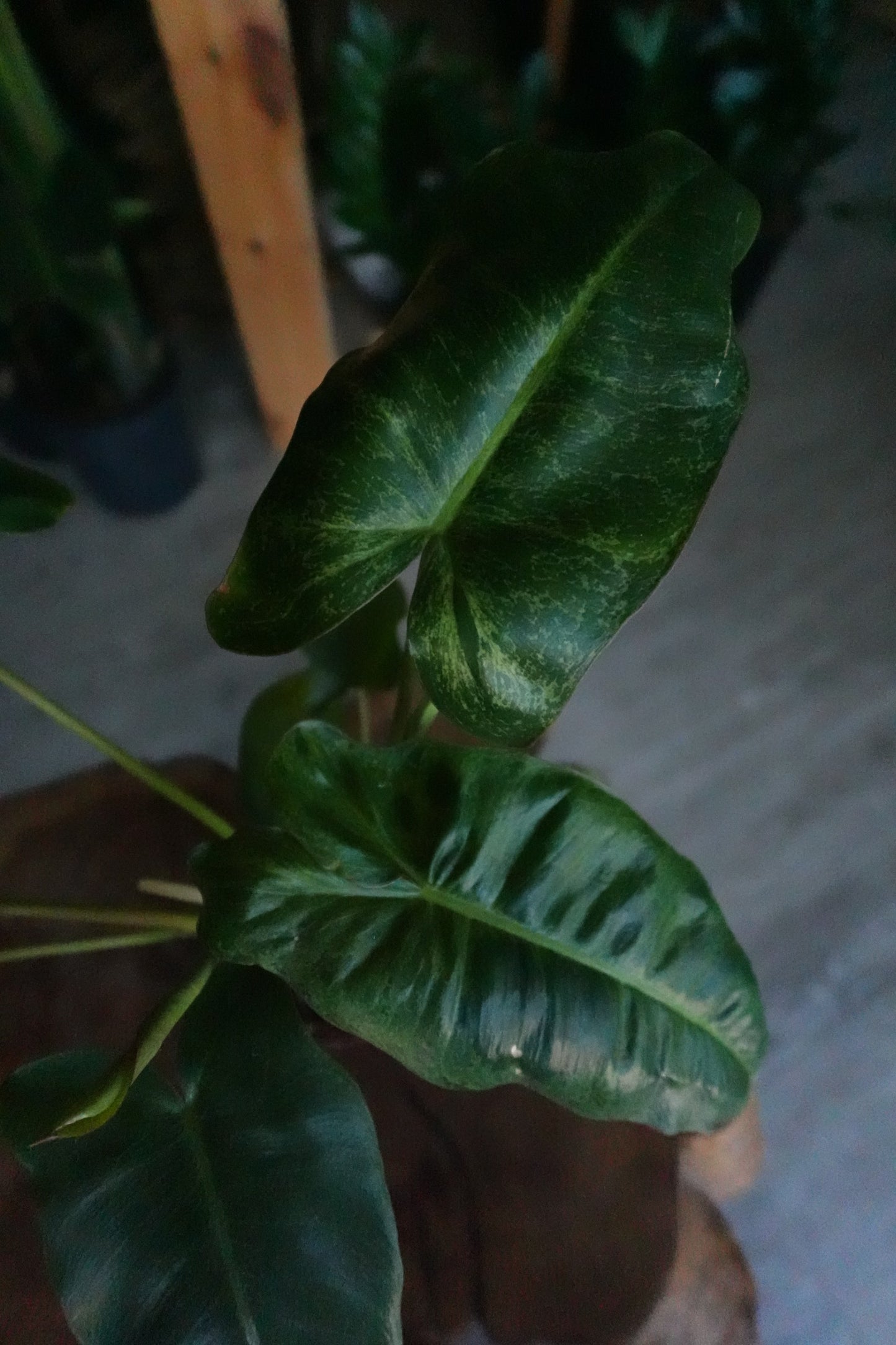 Philodendron Paraiso Verde 4"