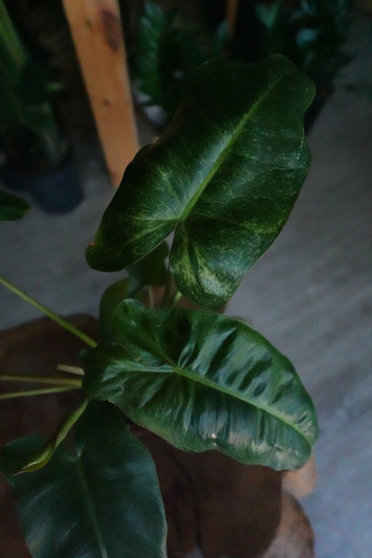 Philodendron Paraiso Verde 4"
