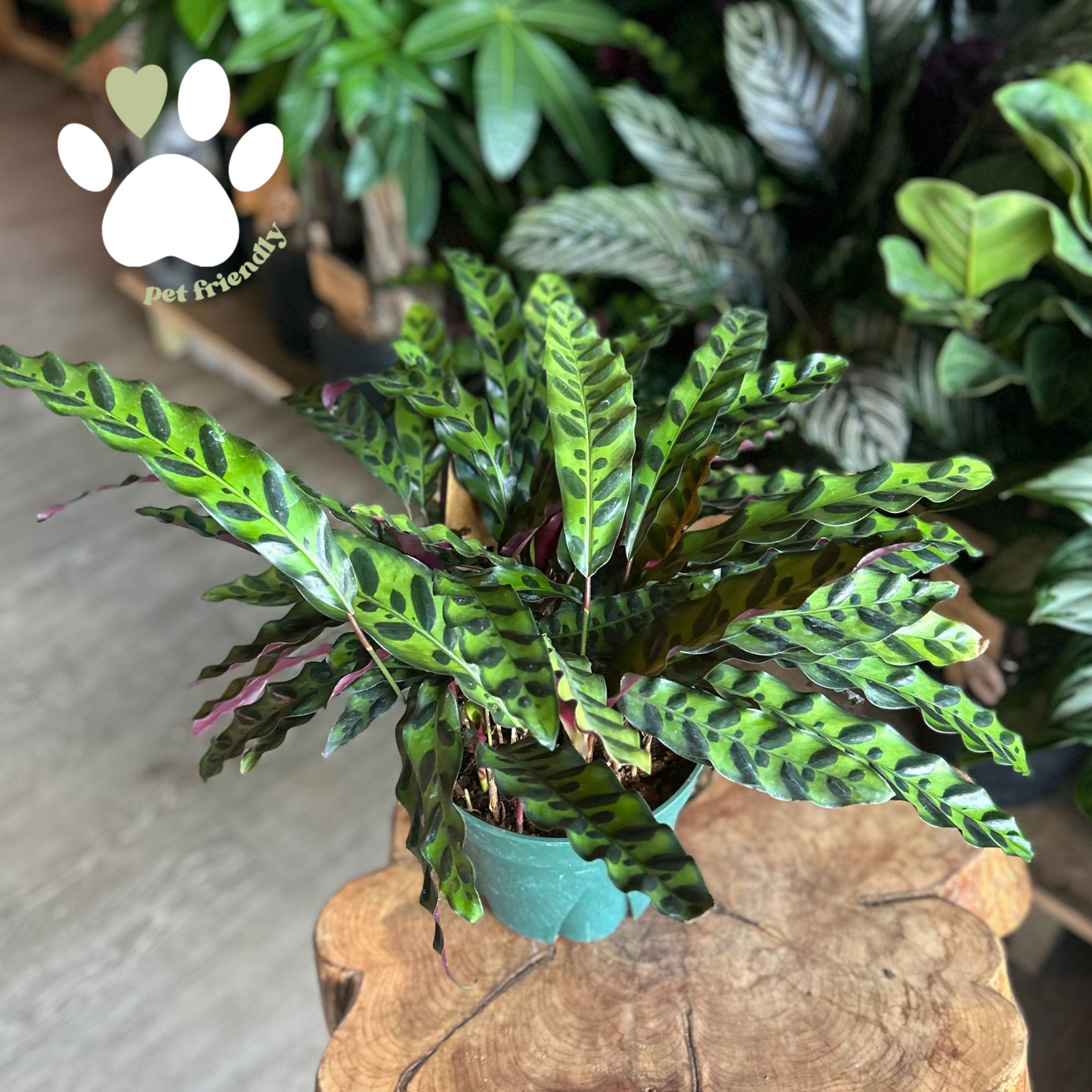Rattlesnake Calathea 8”