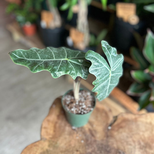 Alocasia Sanderiana 4"