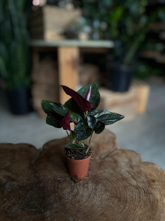 Syngonium Red Arrow 2"