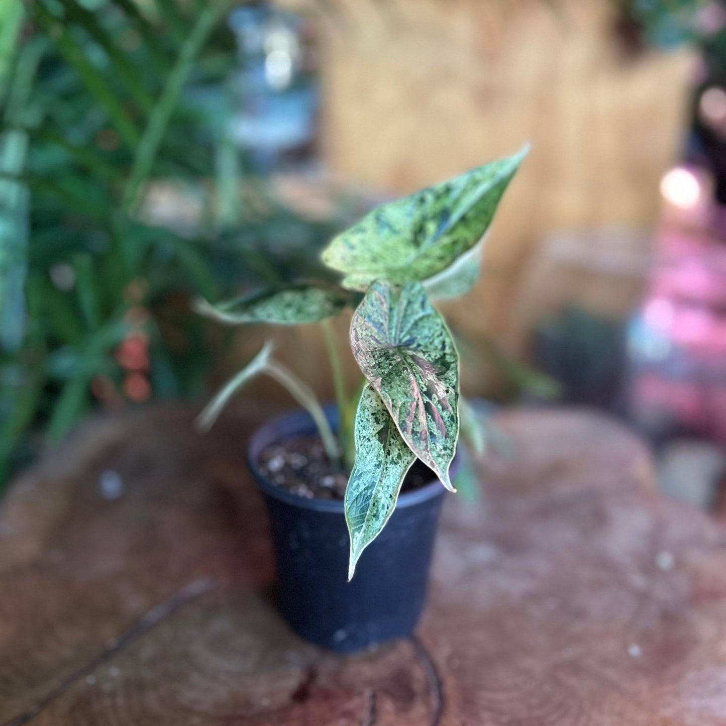 Alocasia Dragon Scale Mint 4"