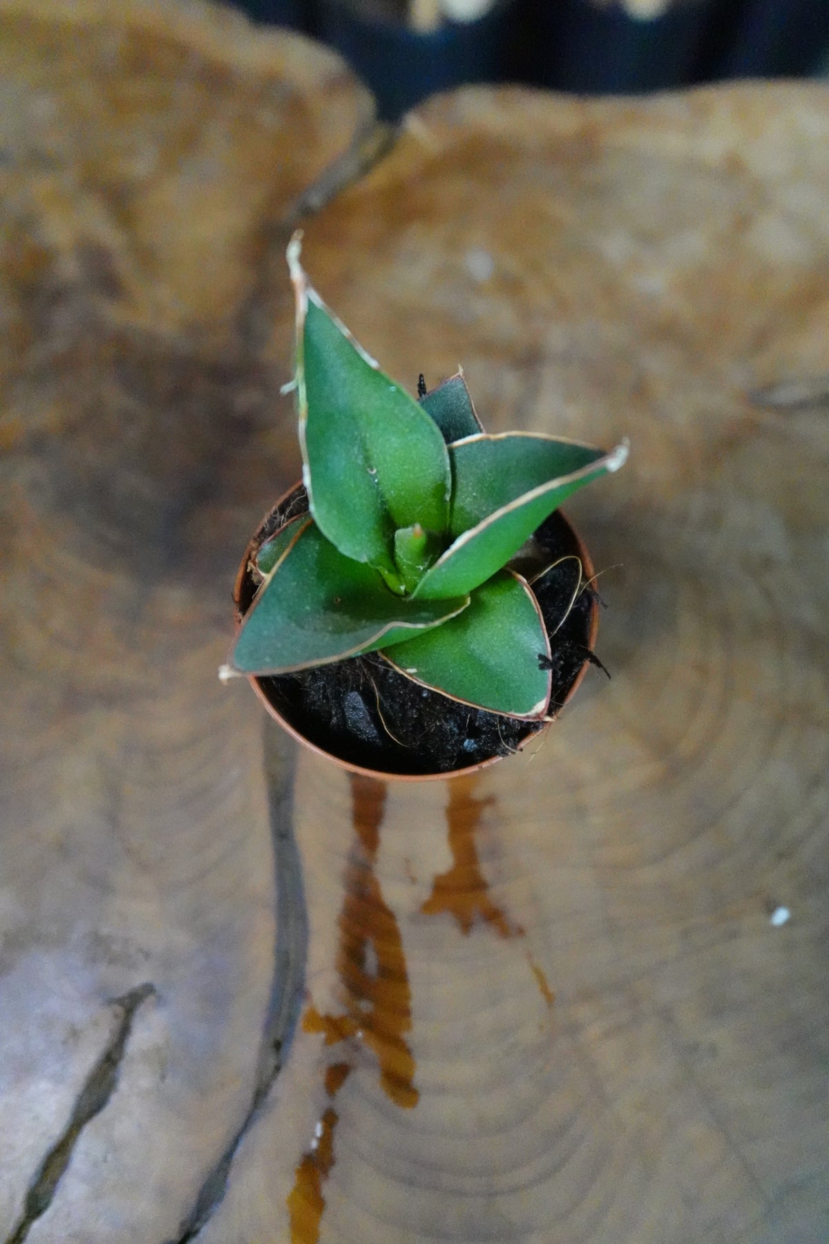 Sansevieria Blue Tower 2"