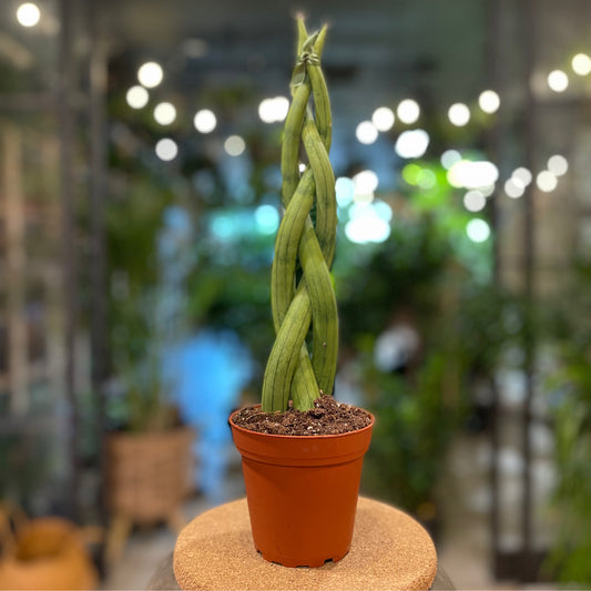 Sansevieria Cylindrica 3 Braid 4"