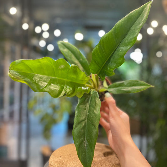 Philodendron Jungle Boogie 4”