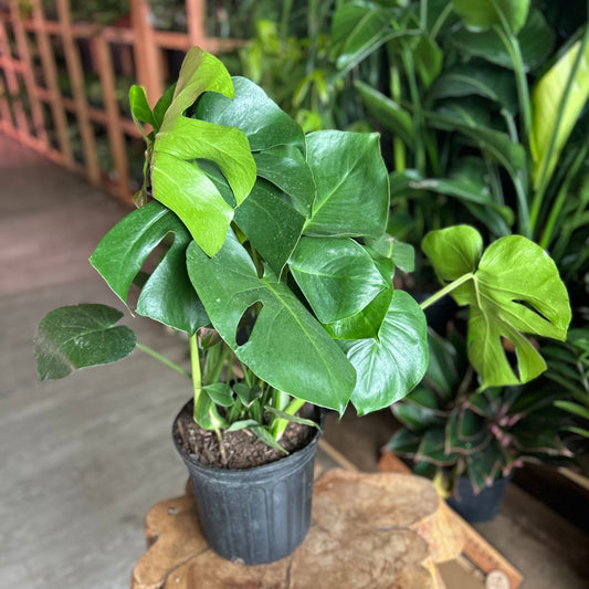 Monstera Deliciosa 8"