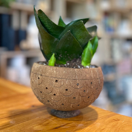 Coconut Planter Standing