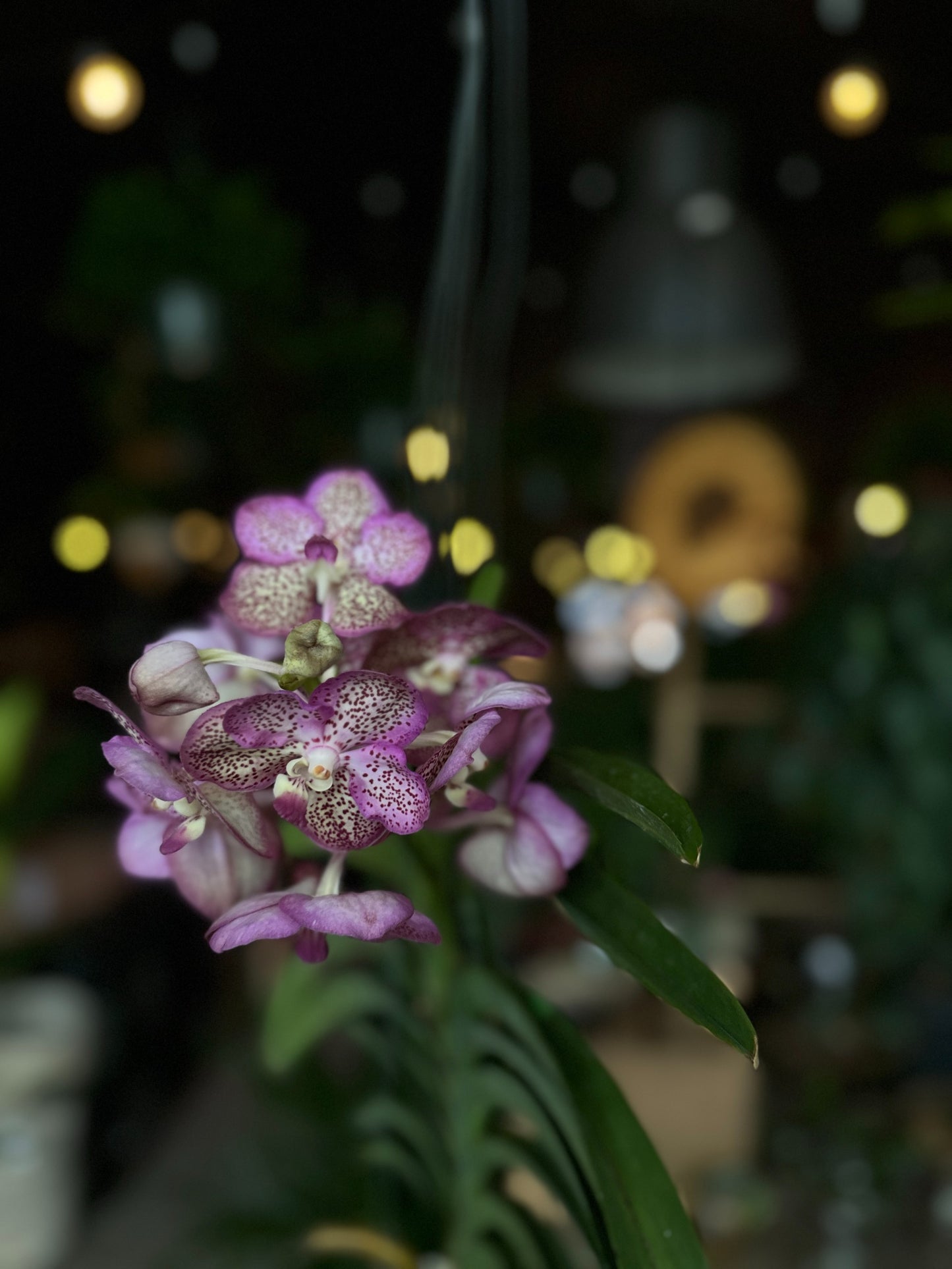 Vanda Orchid 4"