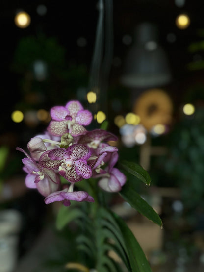 Vanda Orchid 4"