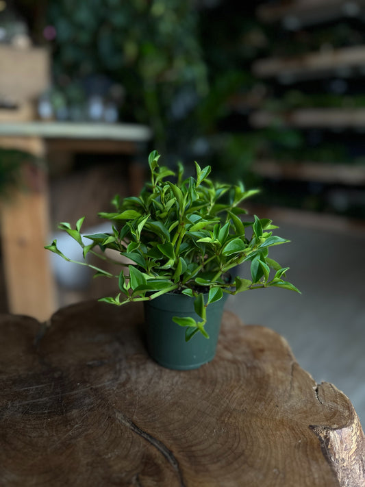 Peperomia Amigo Marcello 4"