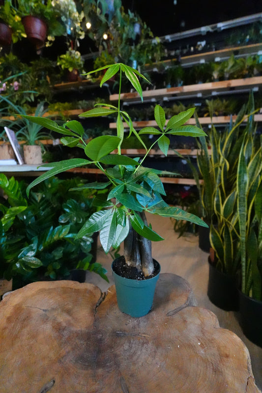 Money Tree Braided 4”