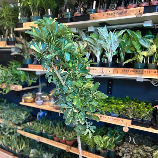 Schefflera Arboricola (Umbrella Tree) 10”