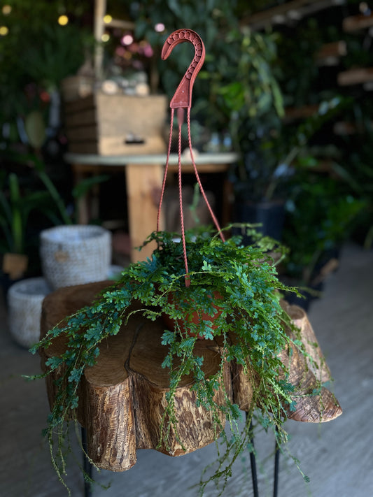 Rainbow Club Moss 6" HB